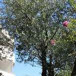 Apartments In Cavallino-Treporti 24784