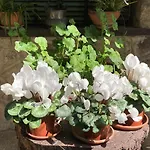 Tencarola B & B