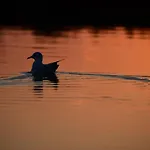 Agriturismo Venice Photobirding