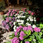 B&B Le Ortensie