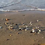 Enjoy The Comfort Near The Beach - Beahost