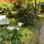 Rose House With Private Garden