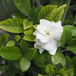 Le Gardenie Di Tito