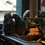 Cats And Antiques In Private Home Stay