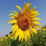 Girasole