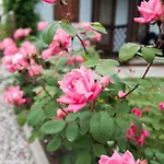 Agriturismo E Agricamping Le Nosare