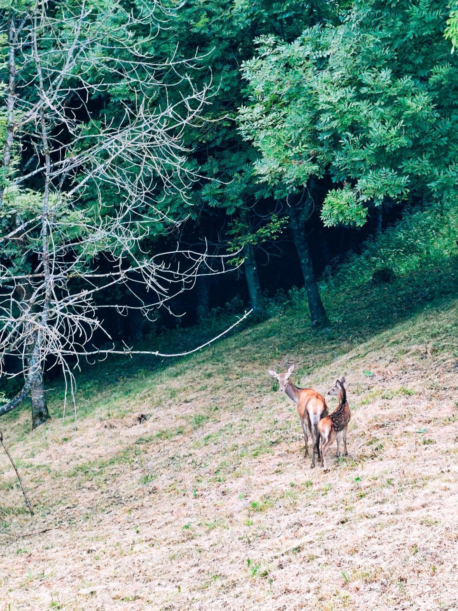 Reddish Deer House ::: Cadore Dolomiti Apartmán